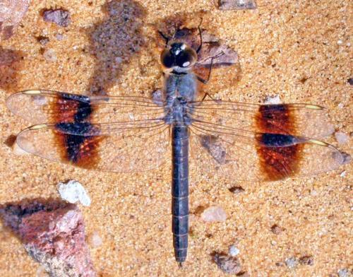 Brachythemis impartita